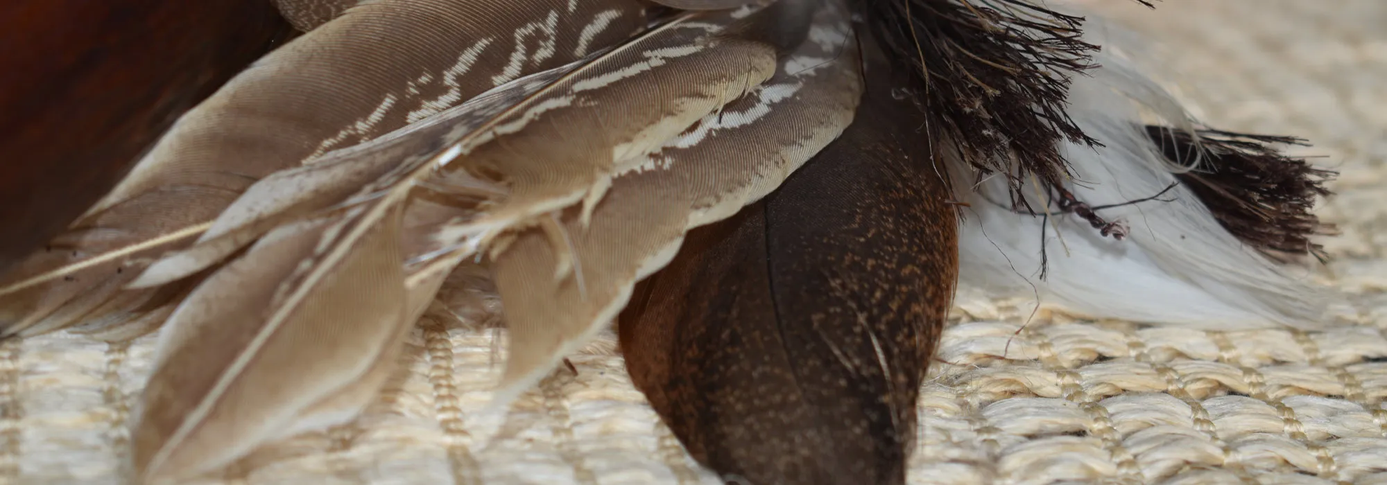 Feathers resting on woven harakeke